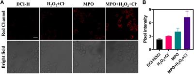 Development of an activatable far-red fluorescent probe for rapid visualization of hypochlorous acid in live cells and mice with neuroinflammation